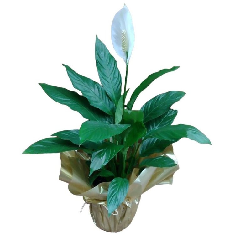 Planta Lírio da Paz