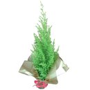 Pinheiro Tuia Holandesa - Natal