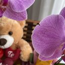Cesta Grande de Chocolate com Pelúcia e Orquídea