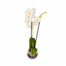 Orquídea no aquário de vidro