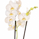 Orquídea no aquário de vidro