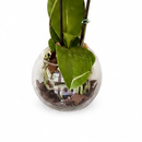 Orquídea no aquário de vidro