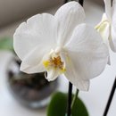 Orquídea no aquário de vidro