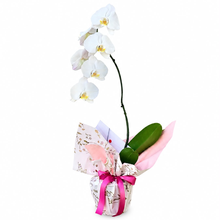 Orquídea cascata presenteavel