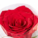 Rosa unitária com embalagem  