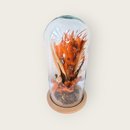 Redoma de vidro com flores desidratadas  Coleção Rubi