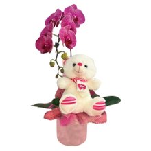 Linda Orquídea Com Urso de Pelúcia 