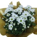 Margaridinha Branca Plantada