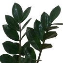 Zamioculca a Planta da Prosperidade
