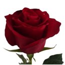 So Uma Rosa Importada