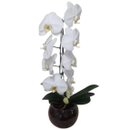 Orquídea Phalaenopsis Branca Cascata no Aquário