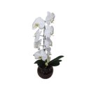 Orquídea Phalaenopsis Branca Cascata no Aquário
