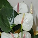 Antúrio Branco Decorado