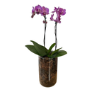 Orquídea Phalaenopsis Violeta com Vaso