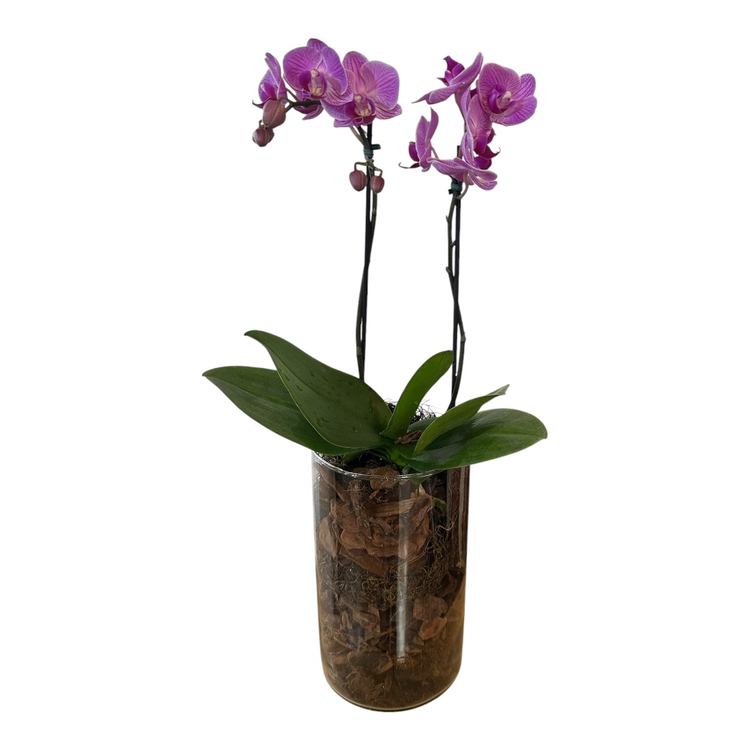 Orquídea Phalaenopsis Violeta com Vaso